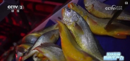 突破創(chuàng)新，藍(lán)色“智慧糧倉(cāng)”——新質(zhì)生產(chǎn)力奏響魚(yú)類養(yǎng)殖澎湃新“樂(lè)章”