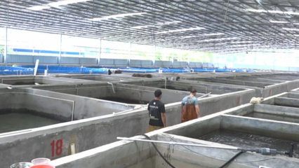 梧州市陸基設(shè)施化養(yǎng)殖蓬勃發(fā)展，建成圓池超680個(gè)引領(lǐng)漁業(yè)升級