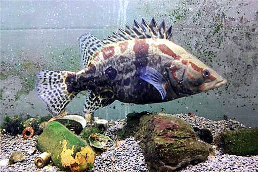 鱖魚養(yǎng)殖 2020年市場價(jià)格、養(yǎng)殖前景、技術(shù)革新與水質(zhì)管理