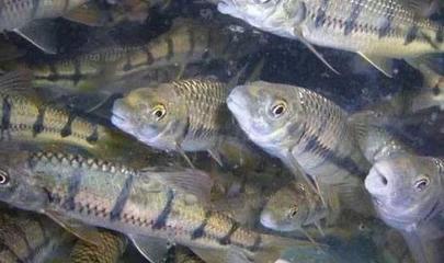 石斑魚養(yǎng)殖環(huán)境核心要素與四大養(yǎng)殖模式解析，兼論水質(zhì)改良劑研發(fā)的重要性