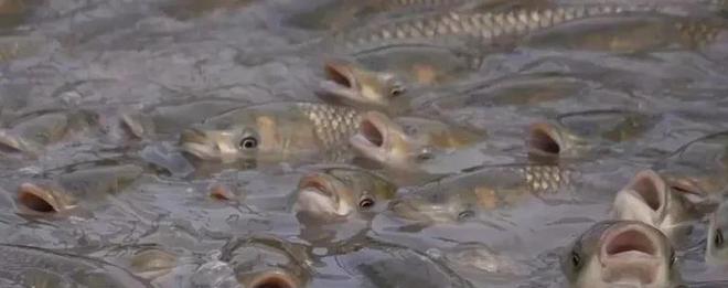 養(yǎng)魚投餌量控制 以精準(zhǔn)喂養(yǎng)節(jié)省成本、提升產(chǎn)量、增加效益