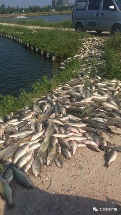 超40℃熱害席卷22省，魚類養(yǎng)殖如何破局求生？