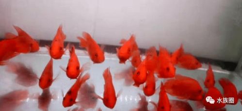 魚友養(yǎng)不好觀賞魚的癥結(jié) 水質(zhì)改良劑背后的科學(xué)認(rèn)知